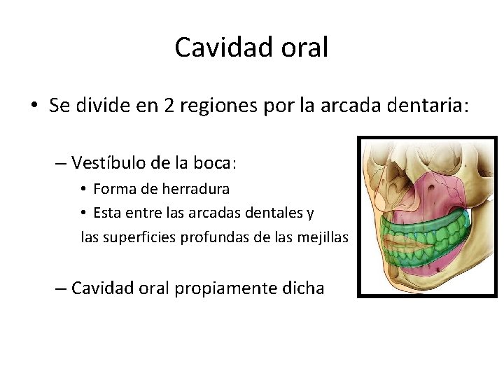 Cavidad oral • Se divide en 2 regiones por la arcada dentaria: – Vestíbulo Cavidad oral • Se divide en 2 regiones por la arcada dentaria: – Vestíbulo