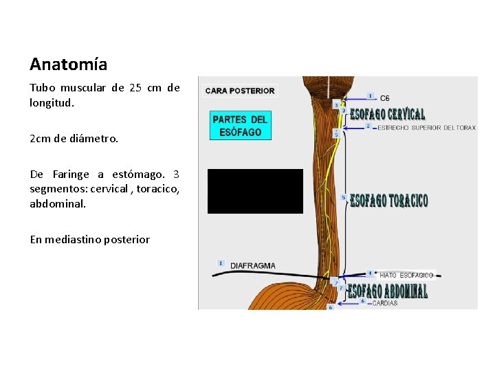 Anatomía Tubo muscular de 25 cm de longitud. 2 cm de diámetro. De Faringe