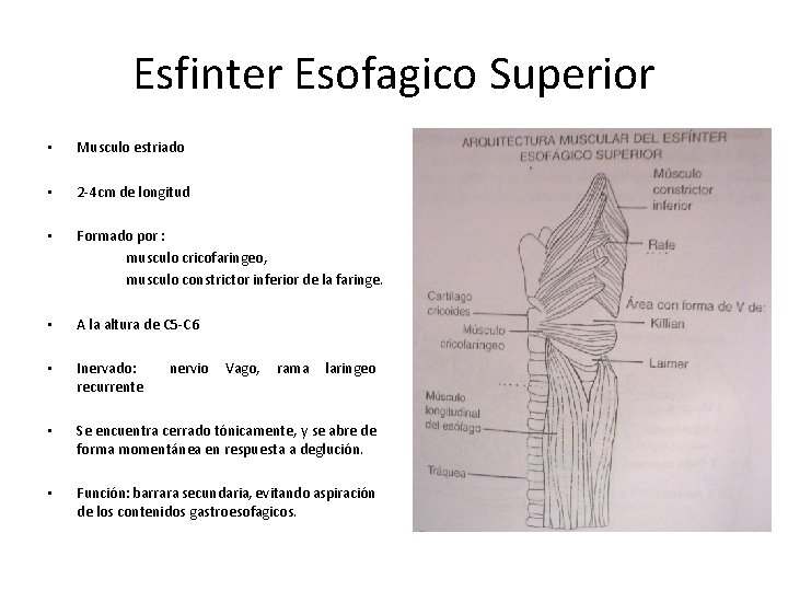 Esfinter Esofagico Superior • Musculo estriado • 2 -4 cm de longitud • Formado