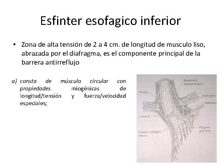 Esfinter esofagico inferior • Zona de alta tensión de 2 a 4 cm. de