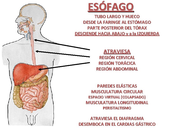 ESÓFAGO TUBO LARGO Y HUECO DESDE LA FARINGE AL ESTÓMAGO PARTE POSTERIOR DEL TÓRAX