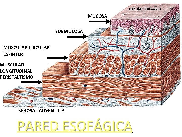 LUZ del ÓRGANO MUCOSA SUBMUCOSA MUSCULAR CIRCULAR ESFINTER MUSCULAR LONGITUDINAL PERISTALTISMO SEROSA - ADVENTICIA