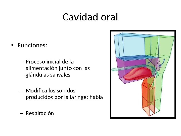 Cavidad oral • Funciones: – Proceso inicial de la alimentación junto con las glándulas