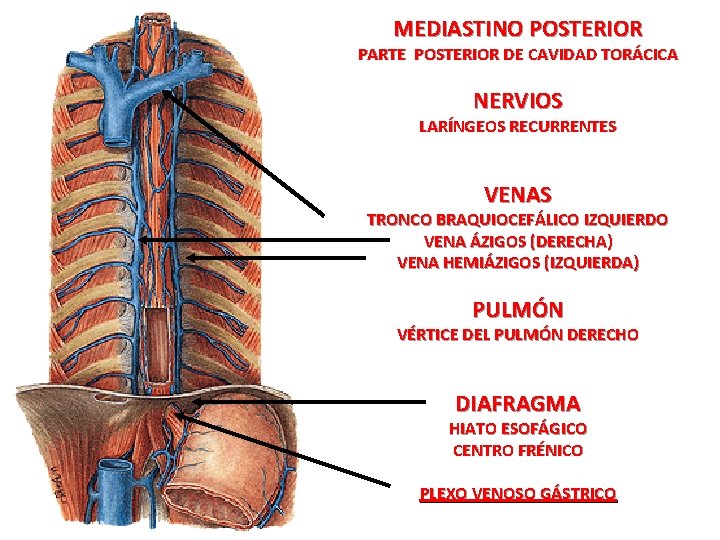 MEDIASTINO POSTERIOR PARTE POSTERIOR DE CAVIDAD TORÁCICA NERVIOS LARÍNGEOS RECURRENTES VENAS TRONCO BRAQUIOCEFÁLICO IZQUIERDO