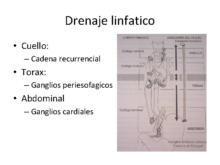 Drenaje linfatico • Cuello: – Cadena recurrencial • Torax: – Ganglios periesofagicos • Abdominal