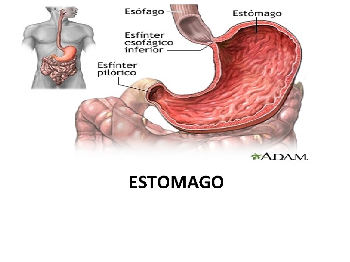 ESTOMAGO 