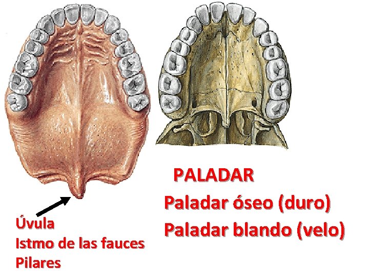 Úvula Istmo de las fauces Pilares PALADAR Paladar óseo (duro) Paladar blando (velo) Úvula Istmo de las fauces Pilares PALADAR Paladar óseo (duro) Paladar blando (velo)