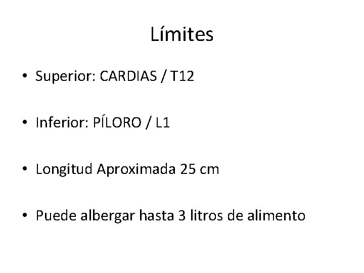 Límites • Superior: CARDIAS / T 12 • Inferior: PÍLORO / L 1 • Límites • Superior: CARDIAS / T 12 • Inferior: PÍLORO / L 1 •