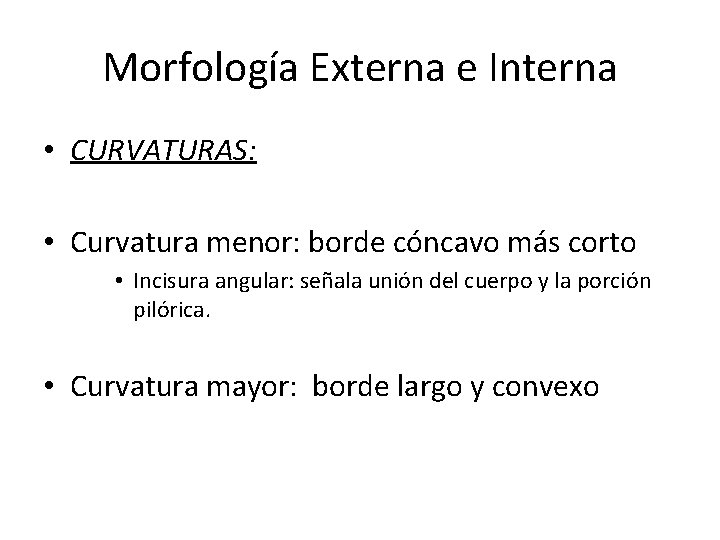 Morfología Externa e Interna • CURVATURAS: • Curvatura menor: borde cóncavo más corto •