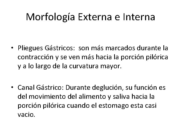 Morfología Externa e Interna • Pliegues Gástricos: son más marcados durante la contracción y