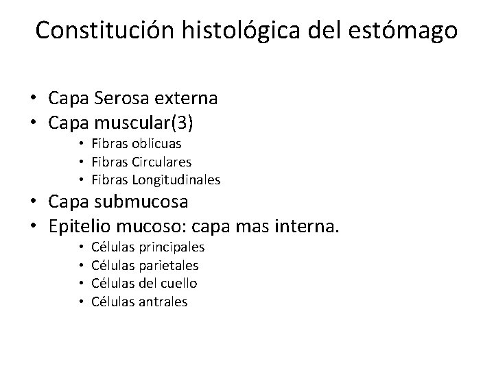 Constitución histológica del estómago • Capa Serosa externa • Capa muscular(3) • Fibras oblicuas