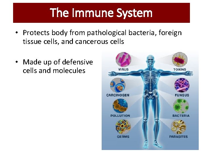 The Immune System • Protects body from pathological bacteria, foreign tissue cells, and cancerous The Immune System • Protects body from pathological bacteria, foreign tissue cells, and cancerous