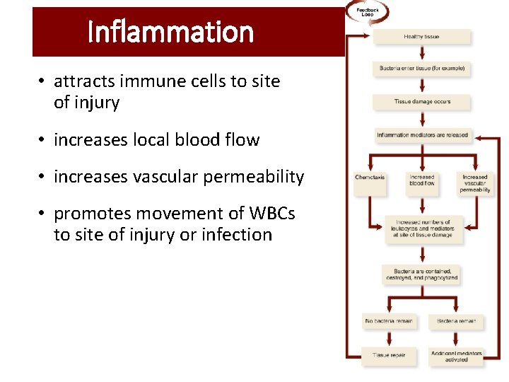 Inflammation • attracts immune cells to site of injury • increases local blood flow Inflammation • attracts immune cells to site of injury • increases local blood flow