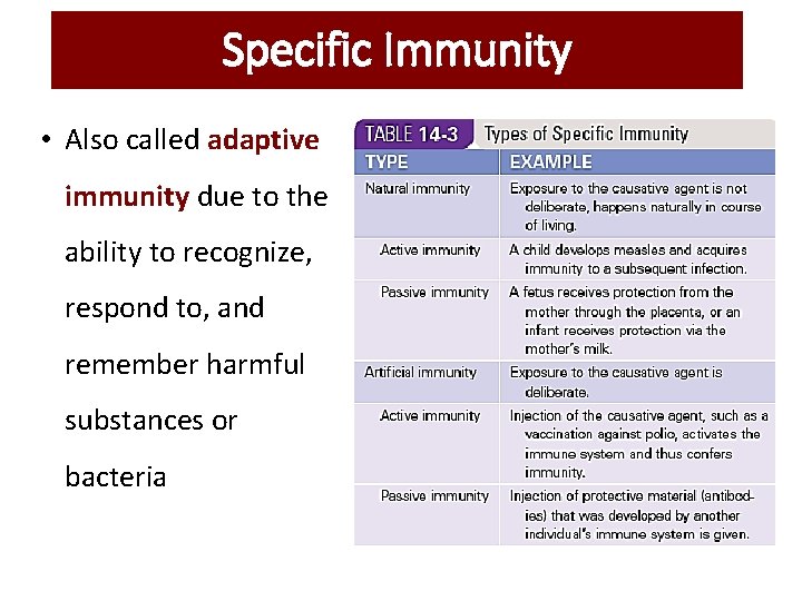 Specific Immunity • Also called adaptive immunity due to the ability to recognize, respond Specific Immunity • Also called adaptive immunity due to the ability to recognize, respond