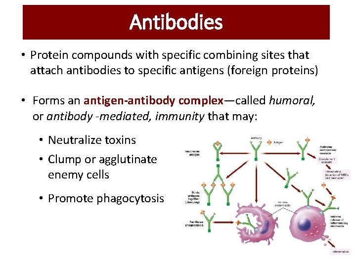 Antibodies • Protein compounds with specific combining sites that attach antibodies to specific antigens Antibodies • Protein compounds with specific combining sites that attach antibodies to specific antigens
