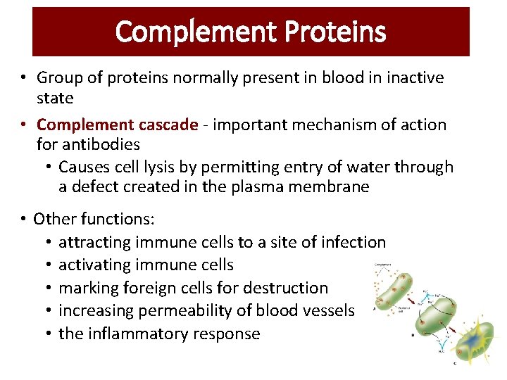 Complement Proteins • Group of proteins normally present in blood in inactive state • Complement Proteins • Group of proteins normally present in blood in inactive state •