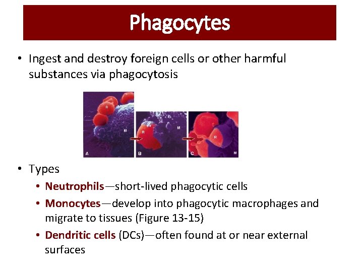 Phagocytes • Ingest and destroy foreign cells or other harmful substances via phagocytosis • Phagocytes • Ingest and destroy foreign cells or other harmful substances via phagocytosis •