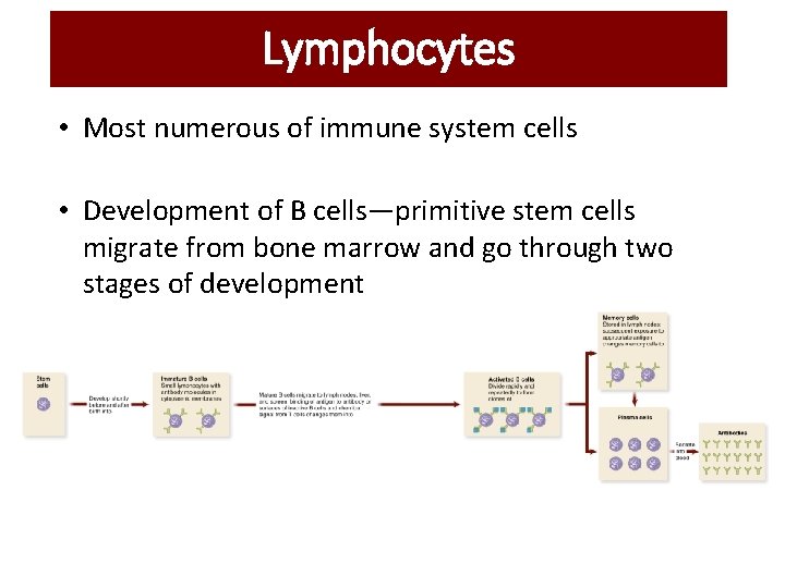 Lymphocytes • Most numerous of immune system cells • Development of B cells—primitive stem Lymphocytes • Most numerous of immune system cells • Development of B cells—primitive stem