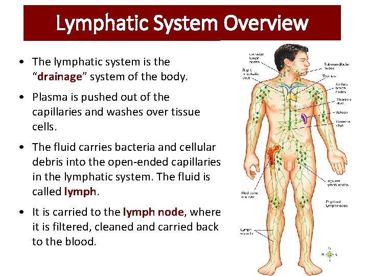 Lymphatic System Overview • The lymphatic system is the “drainage” system of the body. Lymphatic System Overview • The lymphatic system is the “drainage” system of the body.