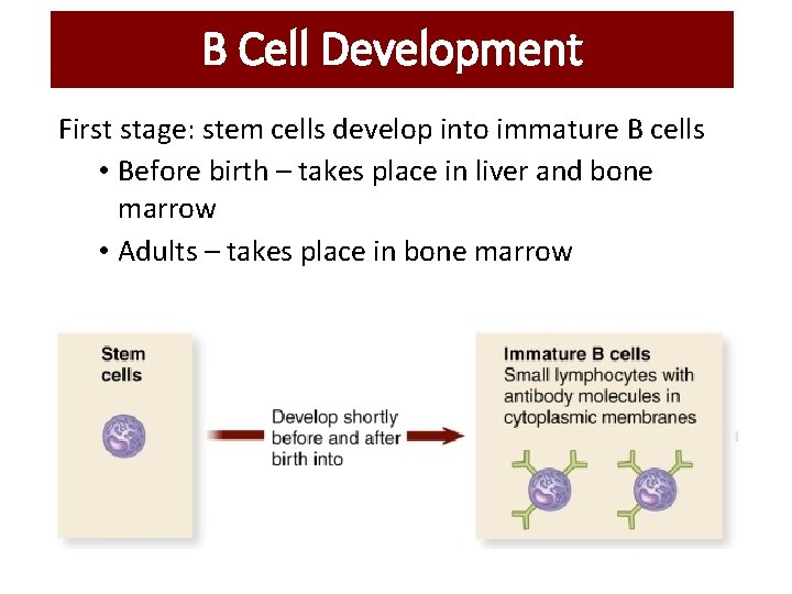 B Cell Development First stage: stem cells develop into immature B cells • Before B Cell Development First stage: stem cells develop into immature B cells • Before