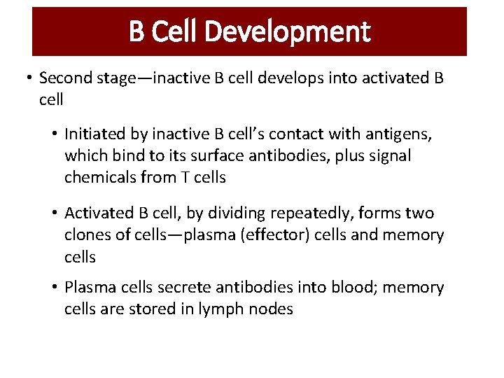 B Cell Development • Second stage—inactive B cell develops into activated B cell • B Cell Development • Second stage—inactive B cell develops into activated B cell •