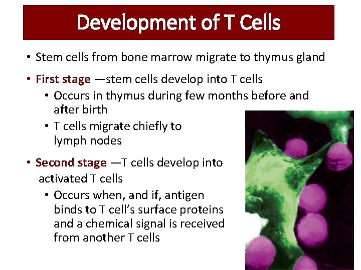 Development of T Cells • Stem cells from bone marrow migrate to thymus gland Development of T Cells • Stem cells from bone marrow migrate to thymus gland