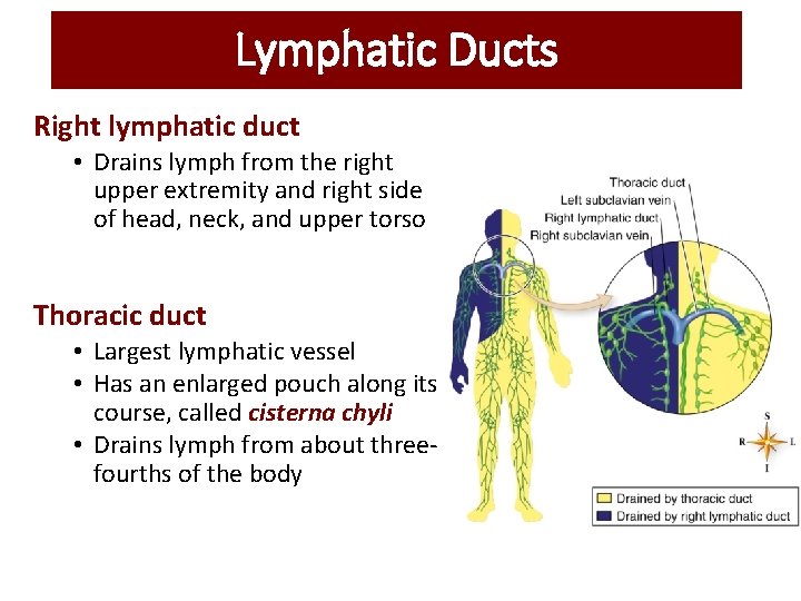 Lymphatic Ducts Right lymphatic duct • Drains lymph from the right upper extremity and Lymphatic Ducts Right lymphatic duct • Drains lymph from the right upper extremity and
