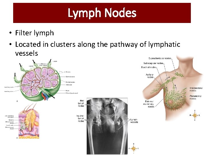 Lymph Nodes • Filter lymph • Located in clusters along the pathway of lymphatic Lymph Nodes • Filter lymph • Located in clusters along the pathway of lymphatic