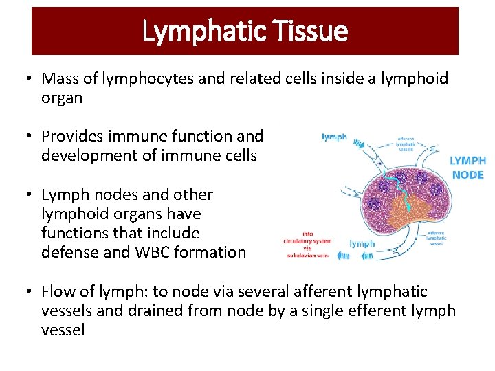 Lymphatic Tissue • Mass of lymphocytes and related cells inside a lymphoid organ • Lymphatic Tissue • Mass of lymphocytes and related cells inside a lymphoid organ •