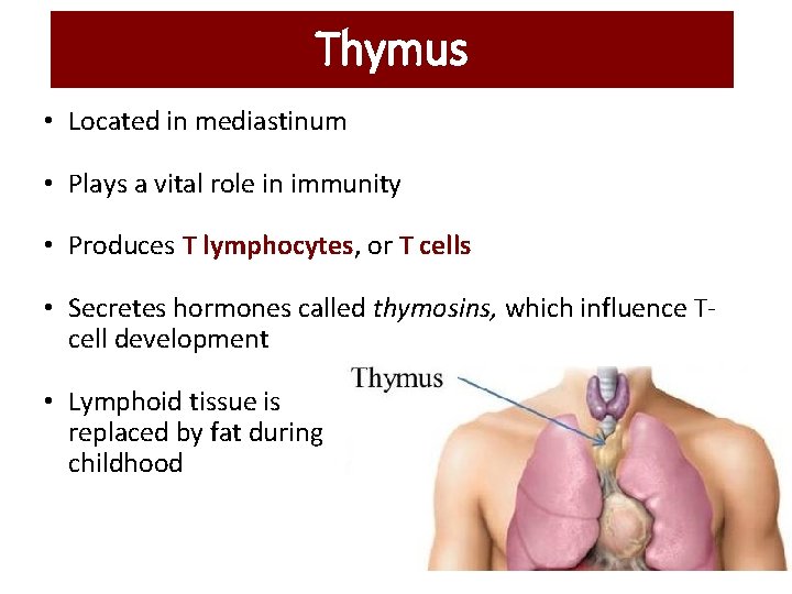 Thymus • Located in mediastinum • Plays a vital role in immunity • Produces Thymus • Located in mediastinum • Plays a vital role in immunity • Produces