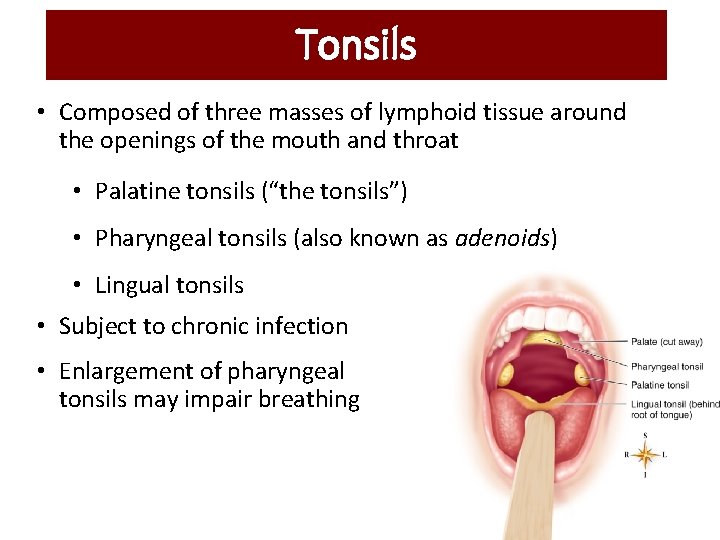 Tonsils • Composed of three masses of lymphoid tissue around the openings of the Tonsils • Composed of three masses of lymphoid tissue around the openings of the