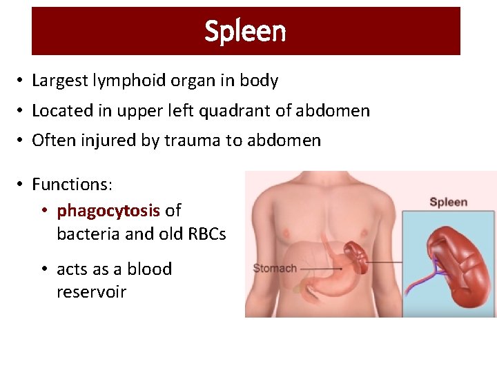 Spleen • Largest lymphoid organ in body • Located in upper left quadrant of Spleen • Largest lymphoid organ in body • Located in upper left quadrant of