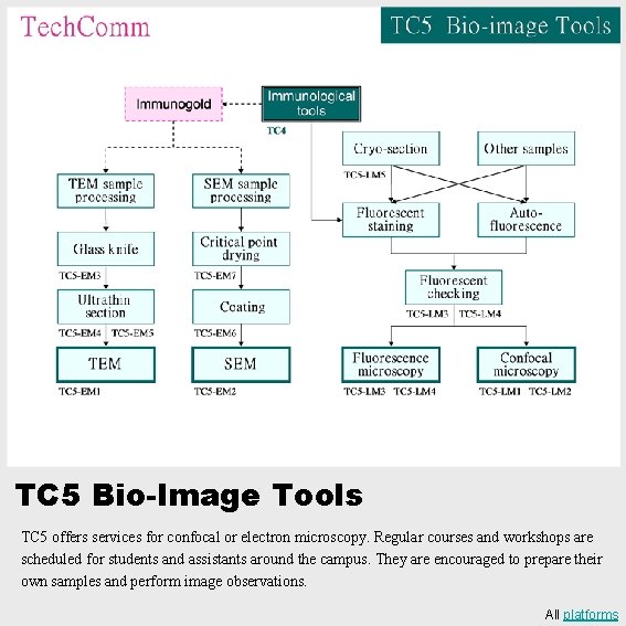 TC 5 Bio-Image Tools TC 5 offers services for confocal or electron microscopy. Regular