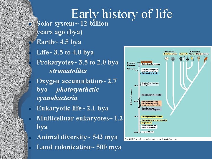 Early history of life l l l l l Solar system~ 12 billion years