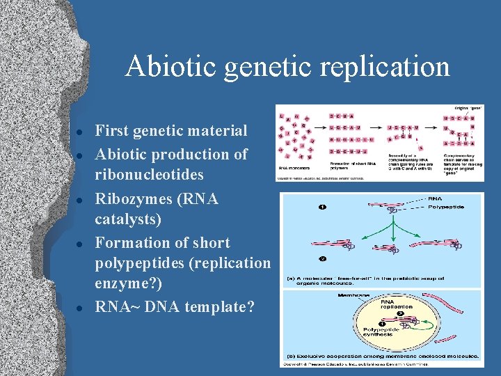 Abiotic genetic replication l l l First genetic material Abiotic production of ribonucleotides Ribozymes