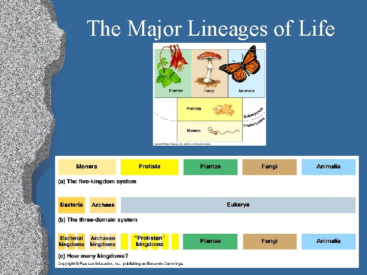 The Major Lineages of Life 