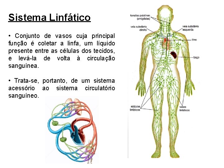 Sistema Linfático • Conjunto de vasos cuja principal função é coletar a linfa, um