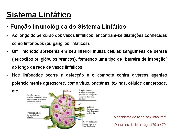 Sistema Linfático • Função Imunológica do Sistema Linfático - Ao longo do percurso dos