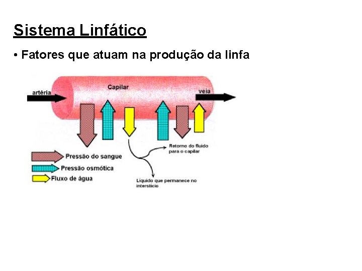 Sistema Linfático • Fatores que atuam na produção da linfa 