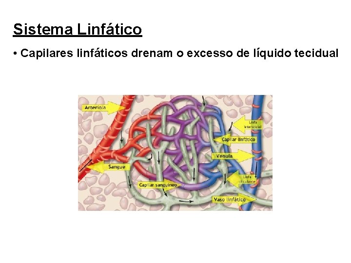 Sistema Linfático • Capilares linfáticos drenam o excesso de líquido tecidual 