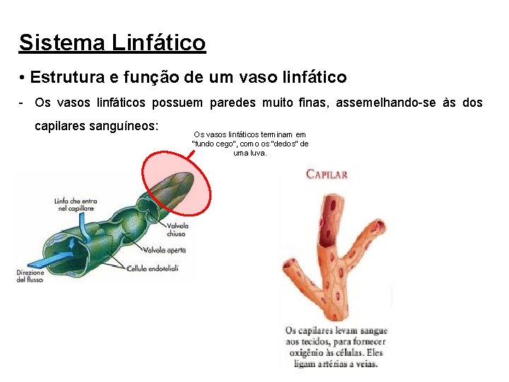 Sistema Linfático • Estrutura e função de um vaso linfático - Os vasos linfáticos