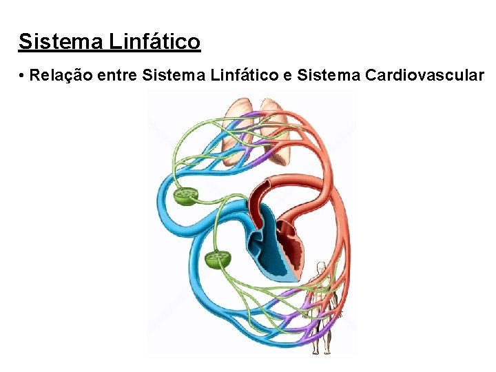 Sistema Linfático • Relação entre Sistema Linfático e Sistema Cardiovascular 