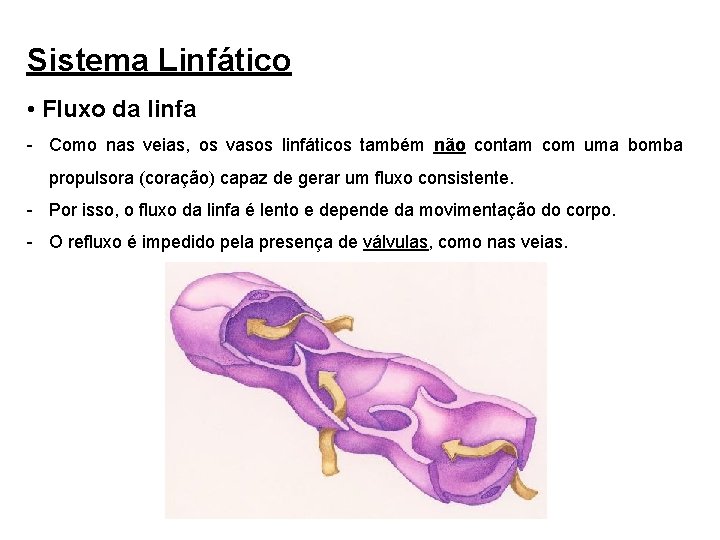 Sistema Linfático • Fluxo da linfa - Como nas veias, os vasos linfáticos também