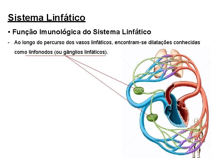 Sistema Linfático • Função Imunológica do Sistema Linfático - Ao longo do percurso dos