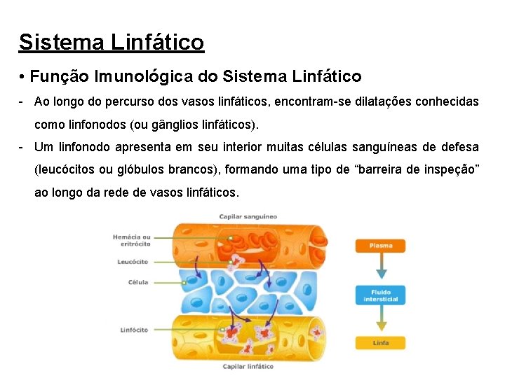 Sistema Linfático • Função Imunológica do Sistema Linfático - Ao longo do percurso dos