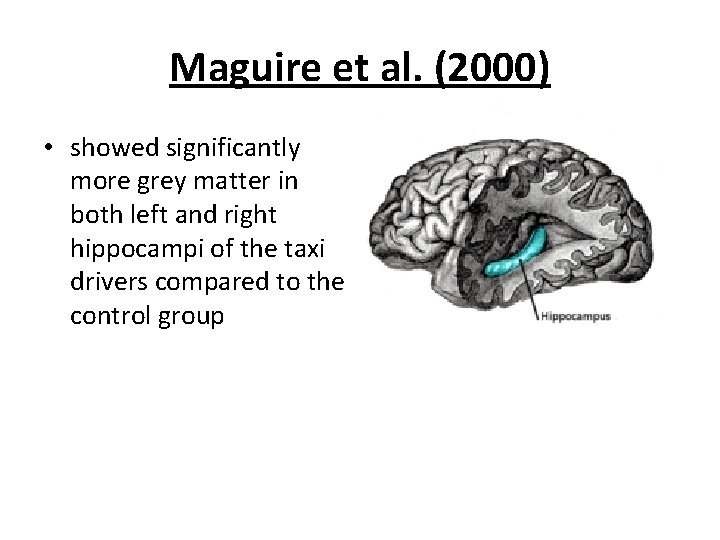 Maguire et al. (2000) • showed significantly more grey matter in both left and