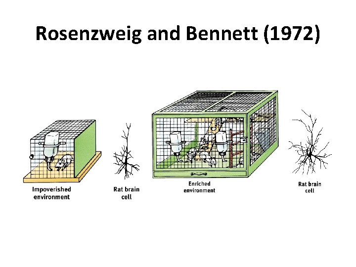 Rosenzweig and Bennett (1972) 