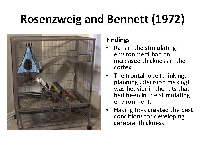 Rosenzweig and Bennett (1972) Findings • Rats in the stimulating environment had an increased