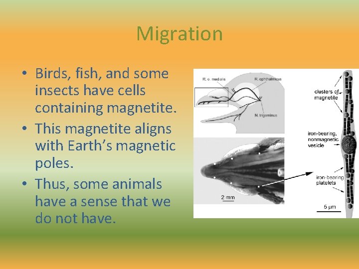 Migration • Birds, fish, and some insects have cells containing magnetite. • This magnetite
