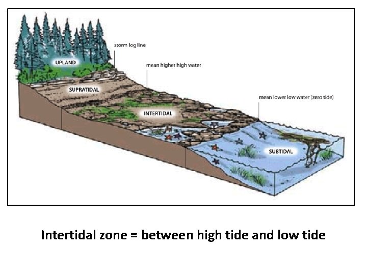 Intertidal Intertidal Zone area between high and low